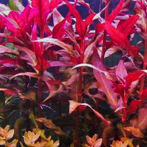 Altenanthera Reineckii