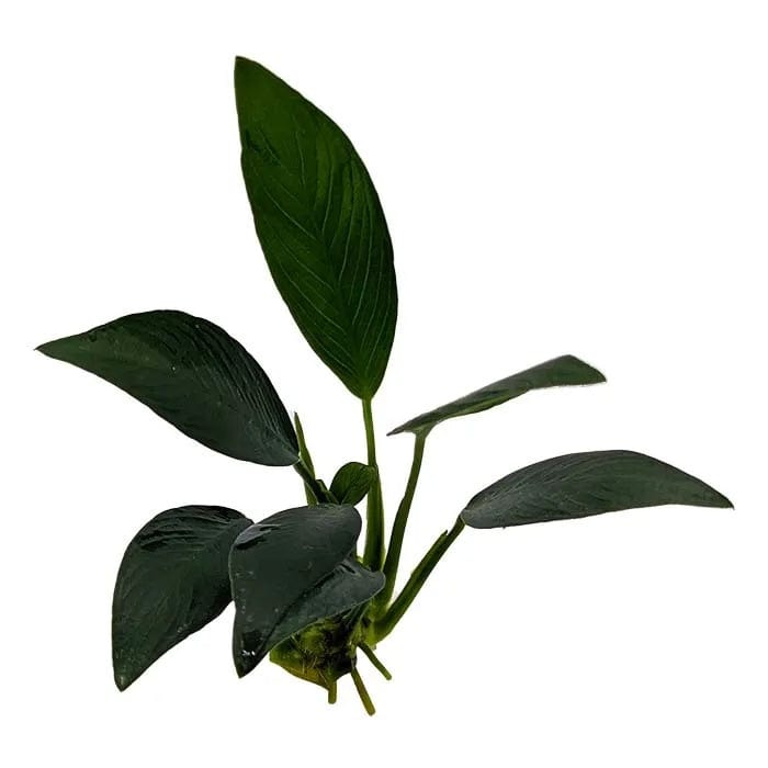 Anubias Afzelli