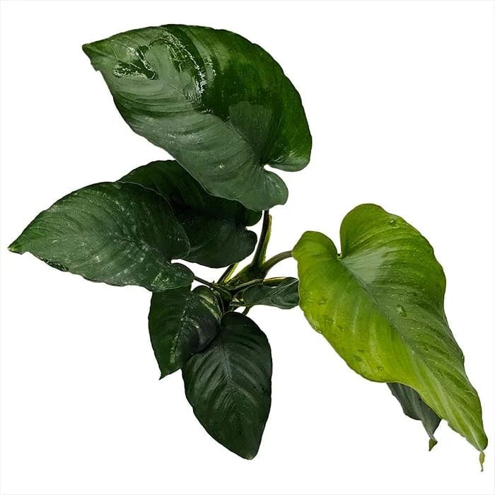 Anubias Barteri
