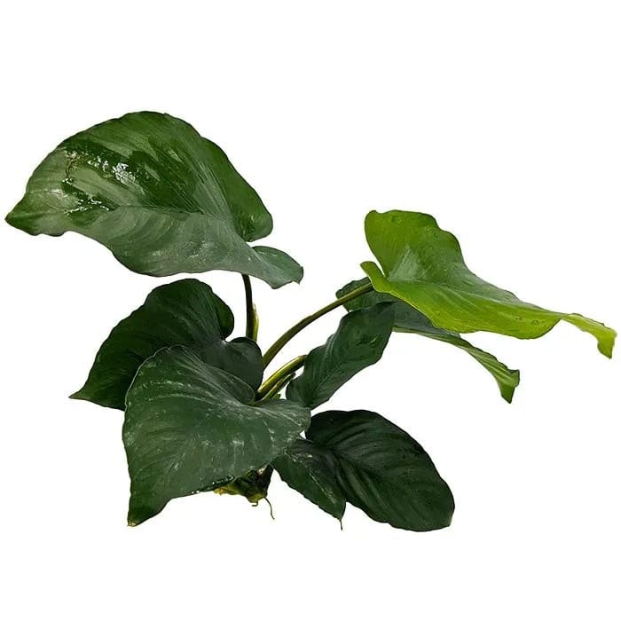 Anubias Barteri