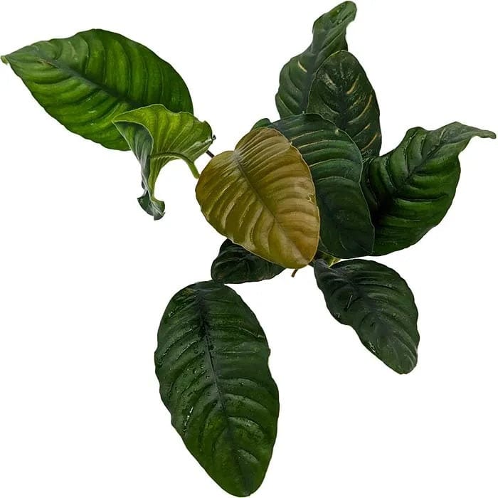 Anubias Coffeefolia