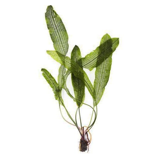 Aponogeton Henkelianus