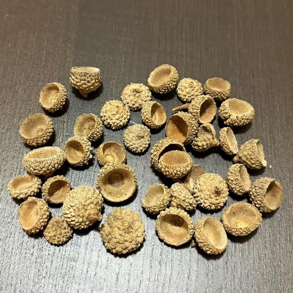 Acorn Caps for aquariums — high tannin botanical for blackwater and shrimp tanks.
