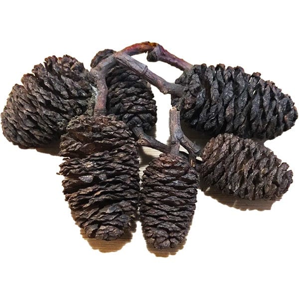 Alder Cones for aquariums — natural botanical tannins and pH control.