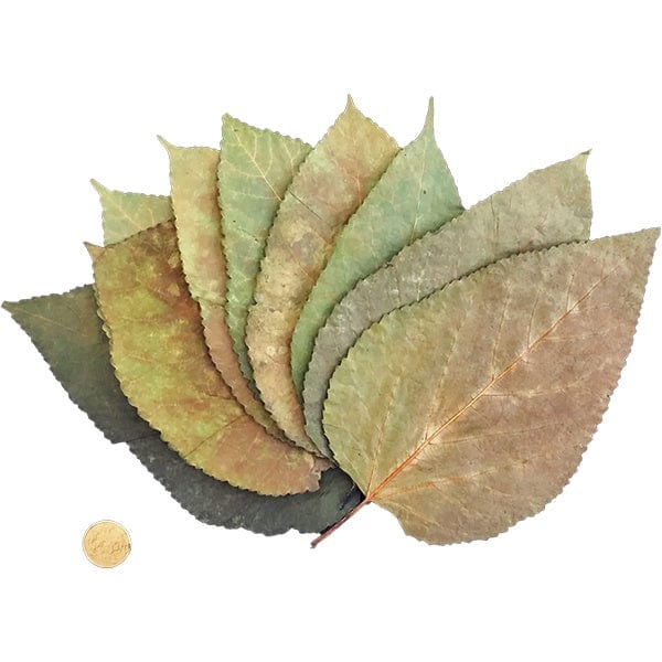 Black Mulberry Leaves for shrimp and snails — natural aquarium botanicals pack of 10.