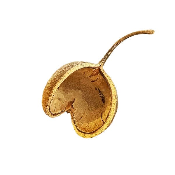 Botanicals Buddha Pod