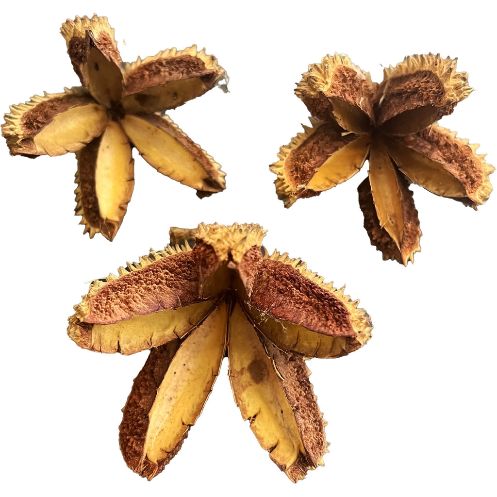 Crows Ash Pods (Flindersia Australis) – natural aquarium botanical for blackwater tanks and shrimp habitats.