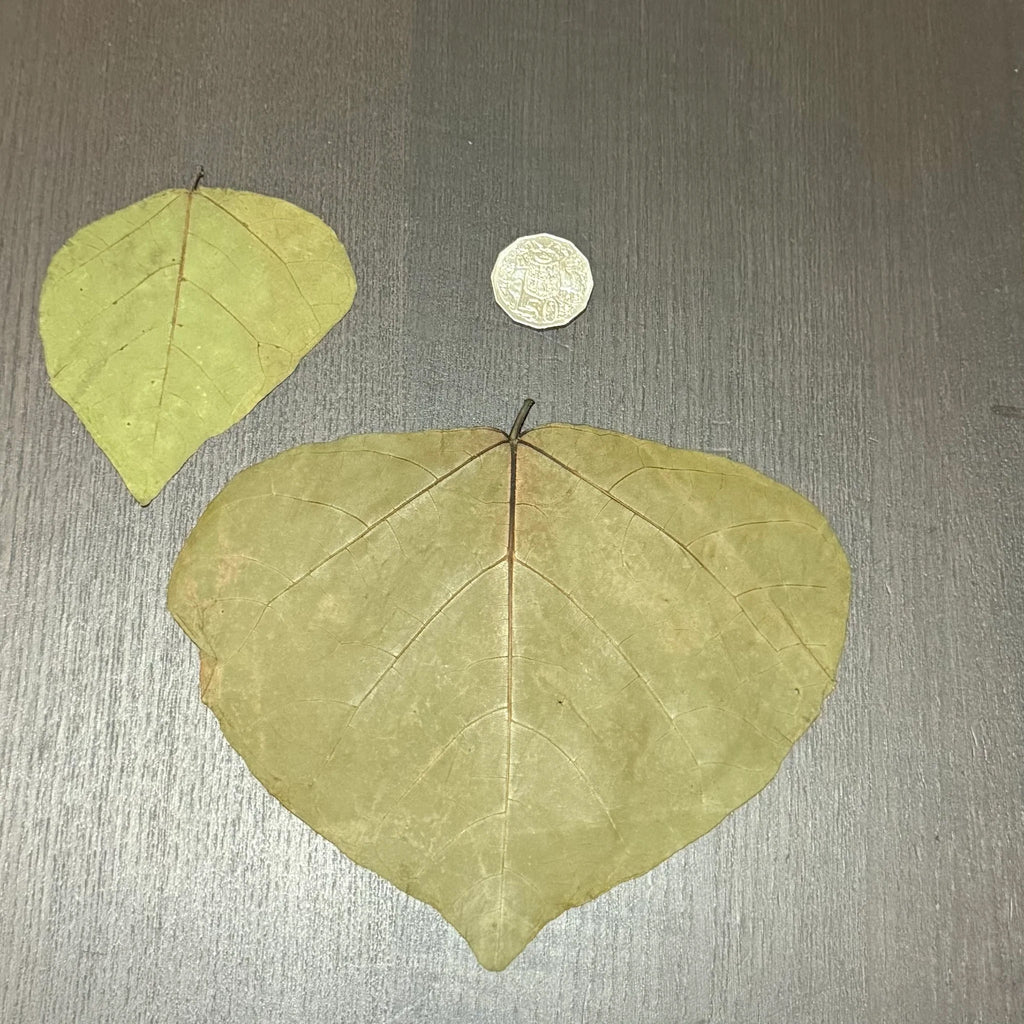 Dadap Leaves (Indian Coral Tree) – natural nutritious leaf food for shrimp and crustaceans