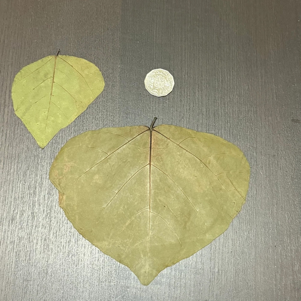 Dadap Leaves (Indian Coral Tree) – natural nutritious leaf food for shrimp and crustaceans