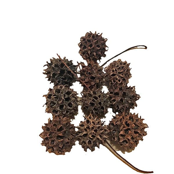 Sweet Gum Pods for aquariums — 10-piece natural botanical pack