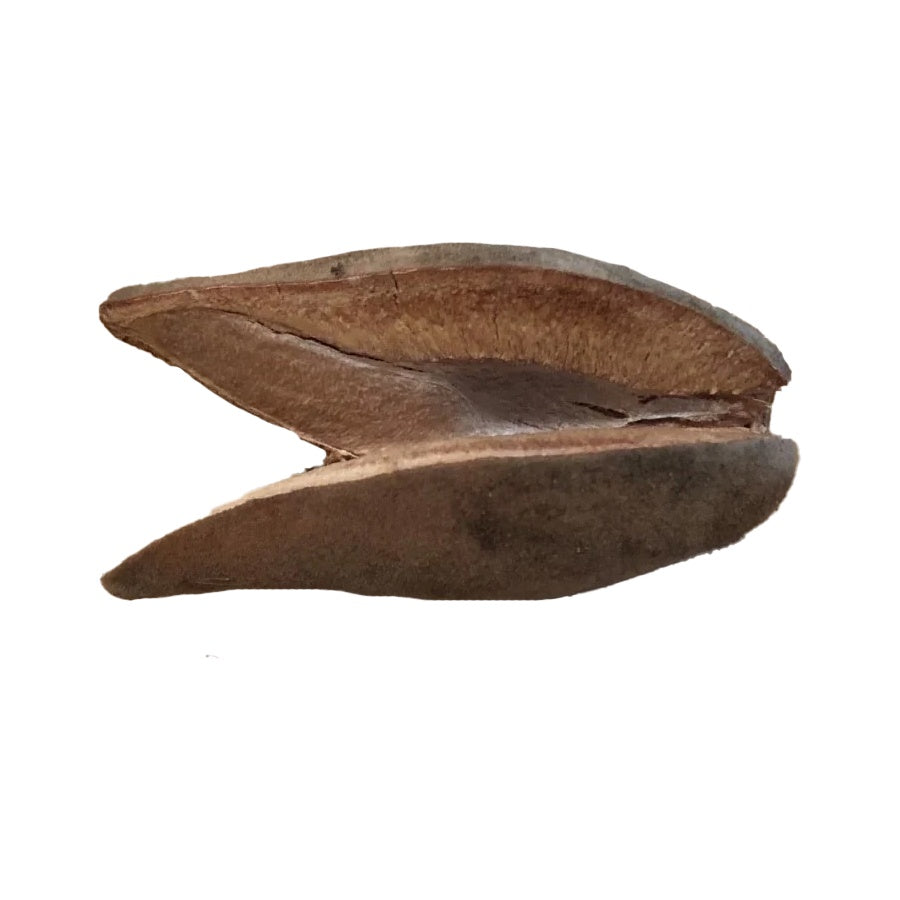 Woody Pear Pod for aquarium use — natural tannin botanical