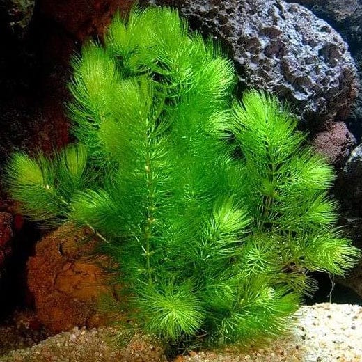 Hornwort Foxtail