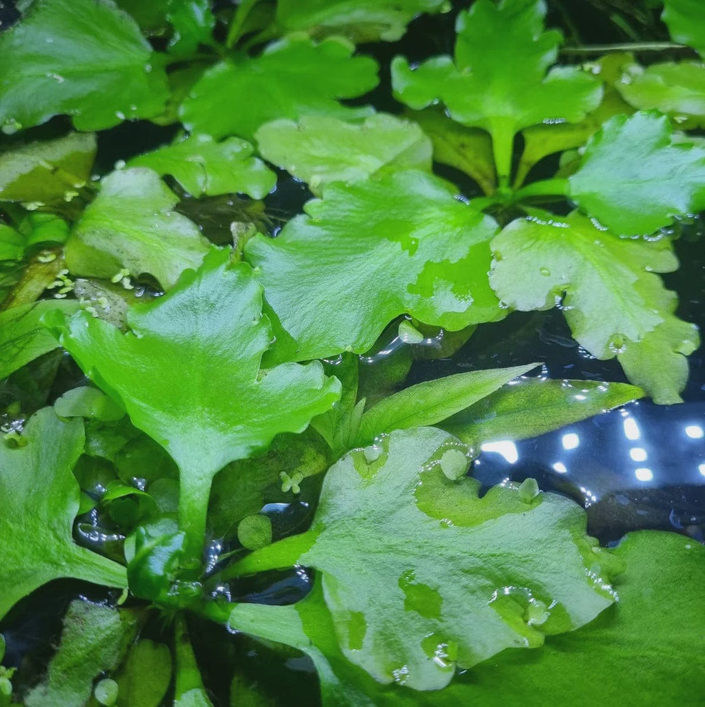 Ceratopteris Pteridoides