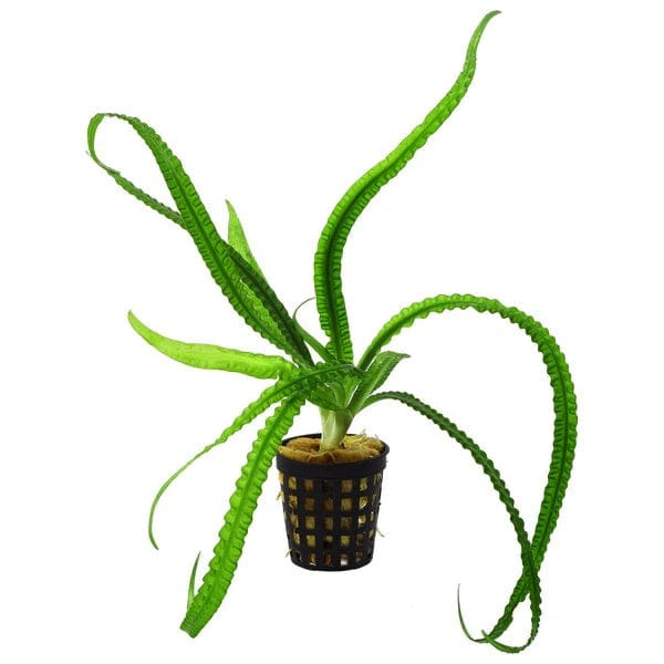 Crinum Natans