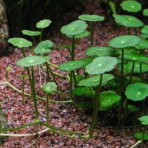 Hydrocotyle Verticillata