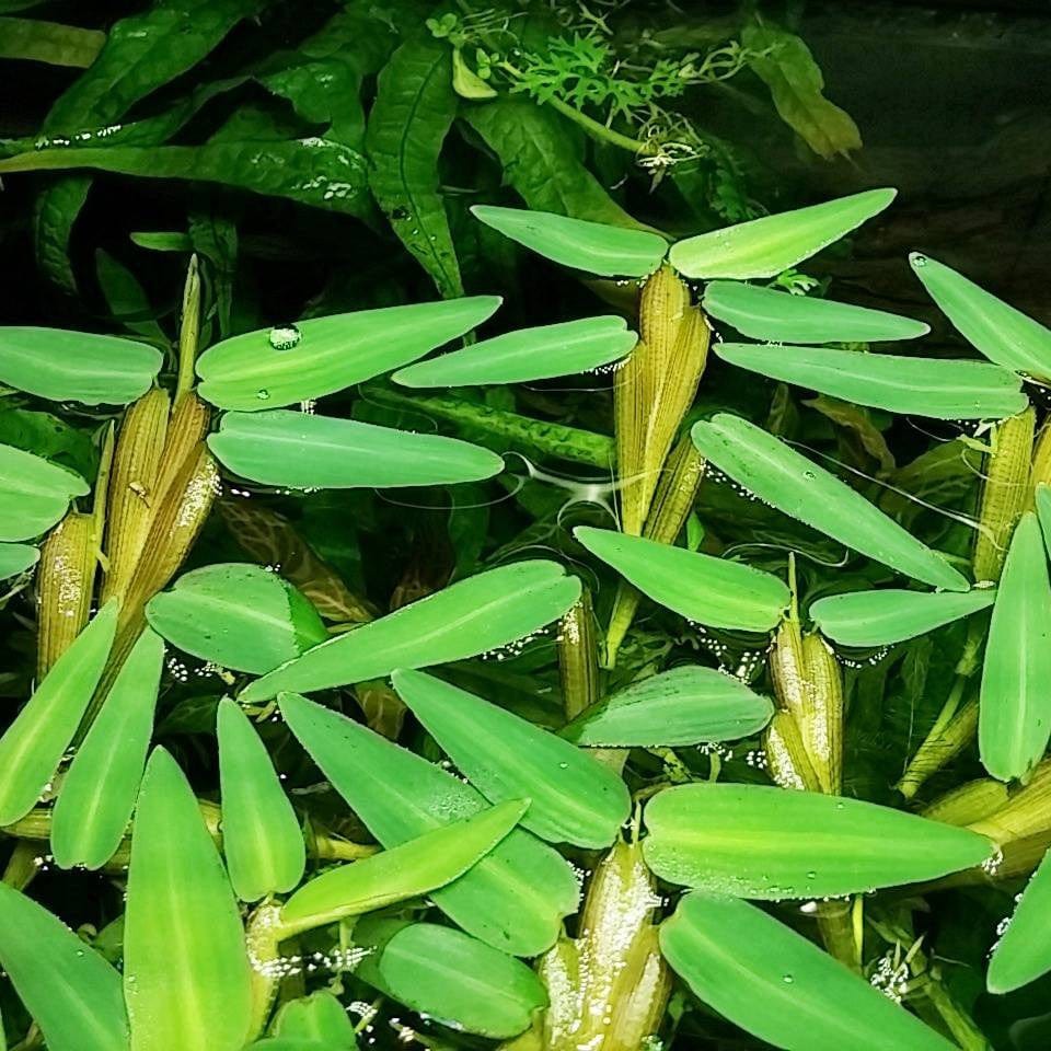 Hydroryza Aristata