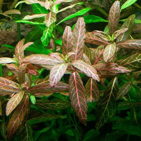 Hygrophila Rosanervis Pink Polysperma
