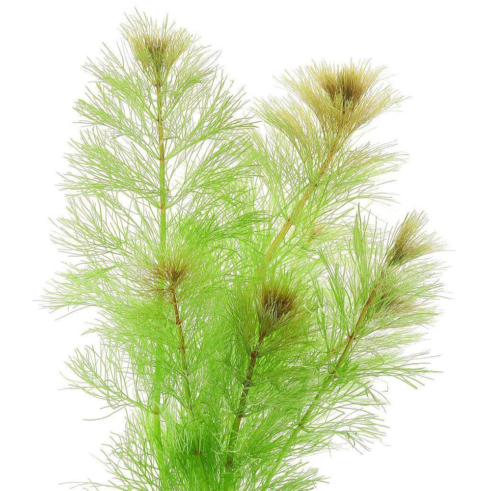 Limnophila Brownii