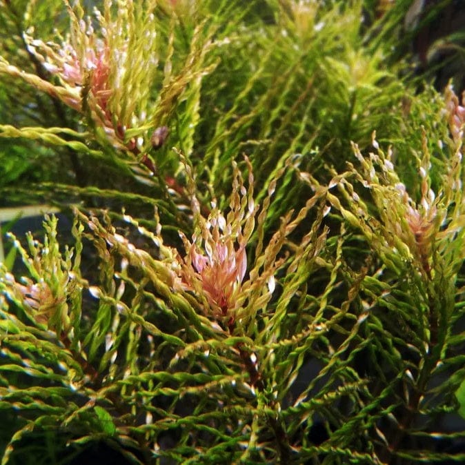 Ludwigia Tornado