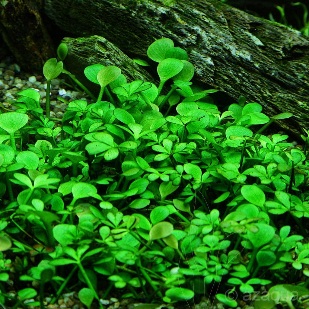 Marsilea Hirsuta