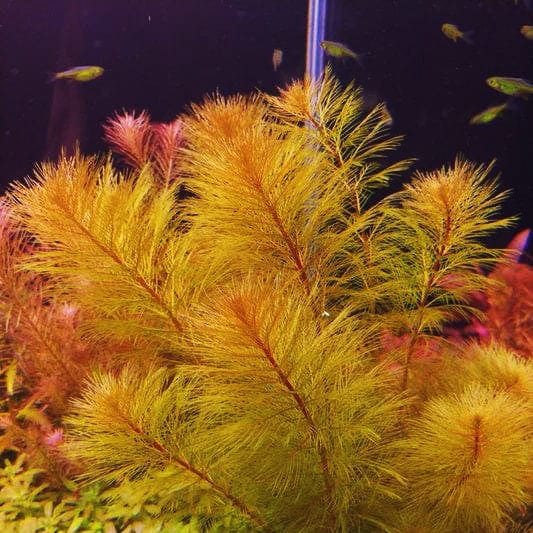 Myriophyllum papillosum