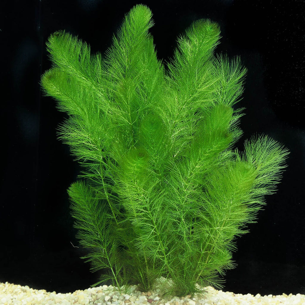 Myriophyllum Simulans Filigree Milfoil