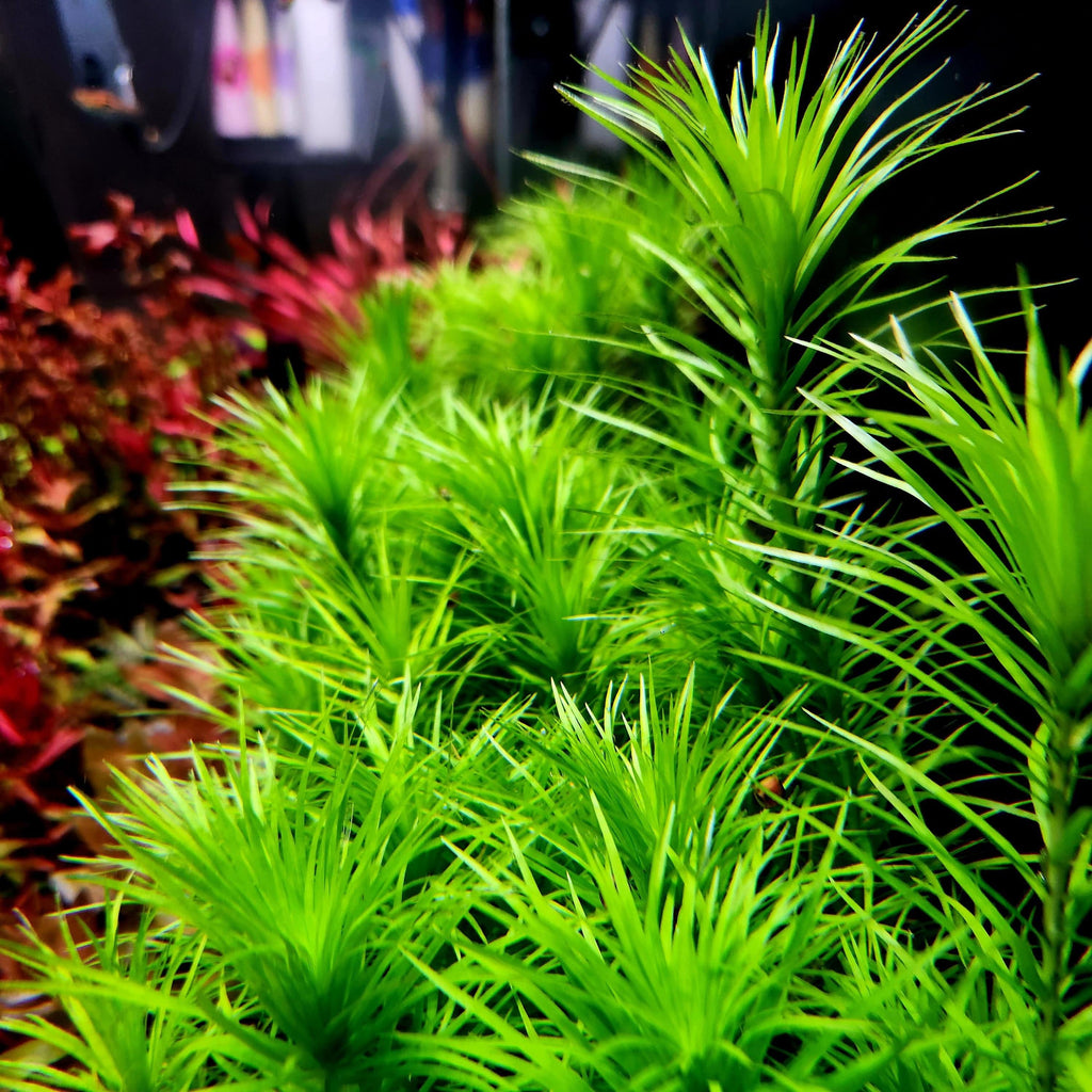 Syngonanthus Manaus