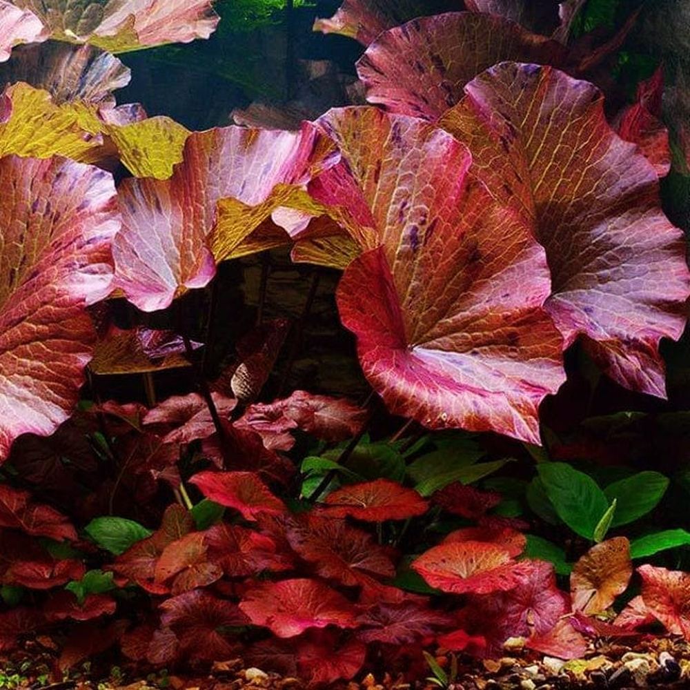 tiger lotus plant Nymphaea Zenkeri (Tiger Lotus Red)