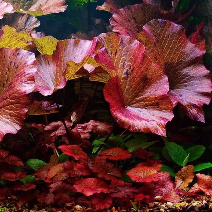 Red Tiger Lotus