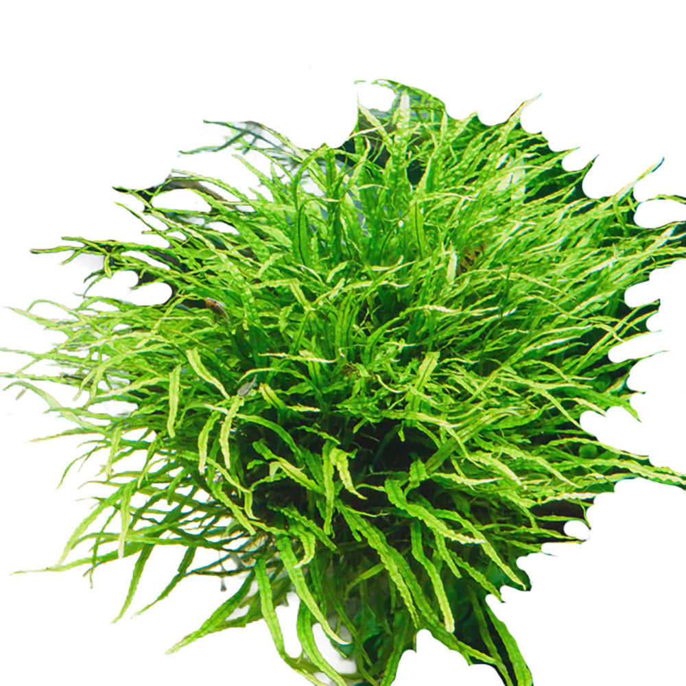 trident farn Microsorum Pteropus (Needle Leaf Fern) – Aquaristic Online