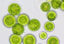 Phytoplankton Nannochloropsis Coral Food