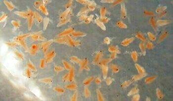 Live Baby Brine Shrimp Artemia Baby Fish Food