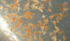 Live Baby Brine Shrimp Artemia Baby Fish Food