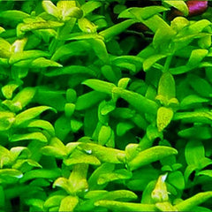 Bacopa Serpyllifolia Japan