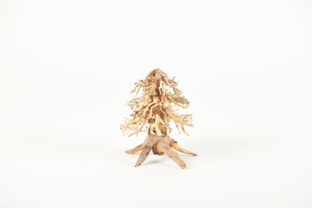 bonsai driftwood, nano aquarium wood, small aquascape wood, mini bonsai wood, handcrafted driftwood, Golden Tree Bonsai, terrarium wood, aquarium decor