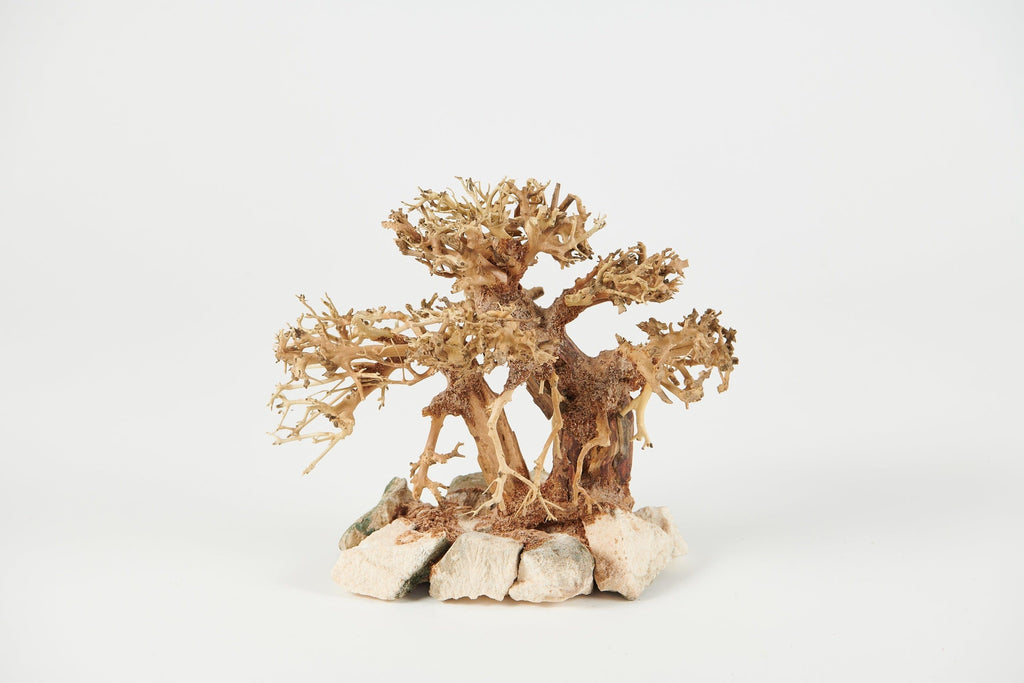 bonsai driftwood, large aquarium wood, aquascaping decor, 40x30cm bonsai wood, Golden Tree Bonsai, terrarium wood, planted tank hardscape, aquarium bonsai