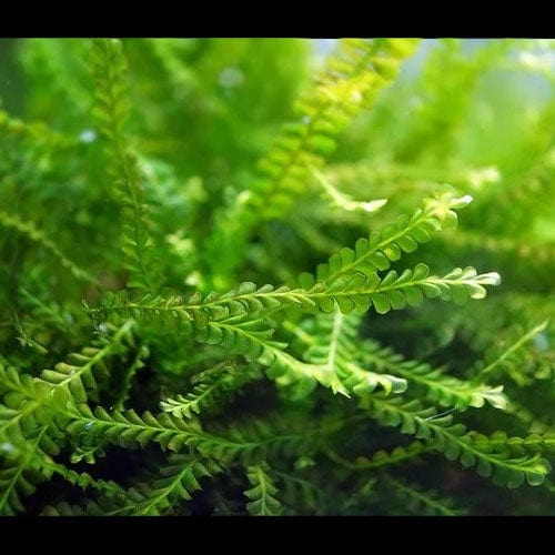 Cameroon Moss