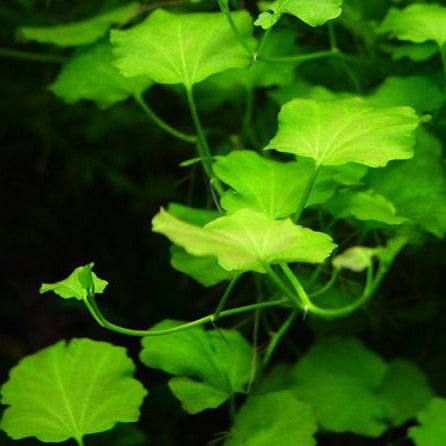 Cardamine Lyrata