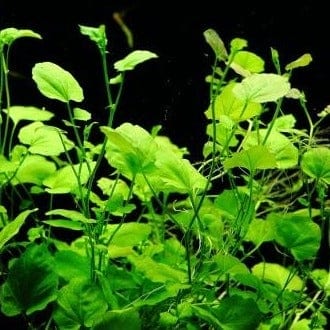 Cardamine Lyrata