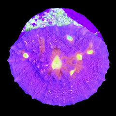 Echinophyllia Chalice Nebula