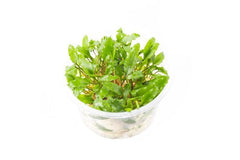 AquaPlant Tissue Culture Cup - Cryptocoryne Wendtii Green
