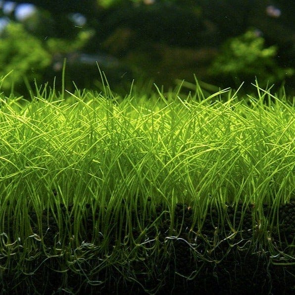 Eleocharis Parvulus