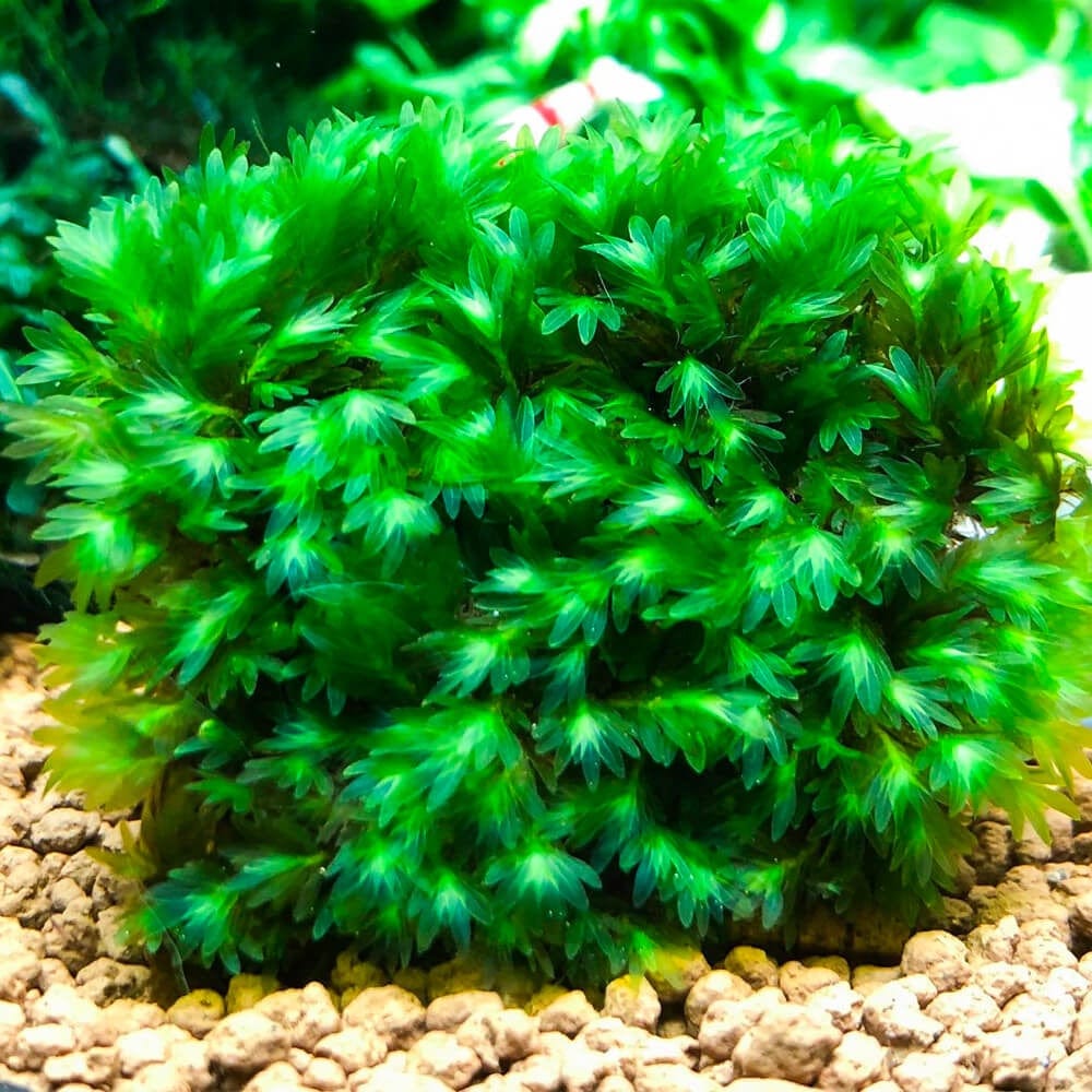 Fissidens Miroshaki