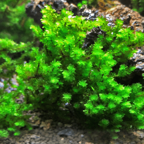 Hookeria Moss