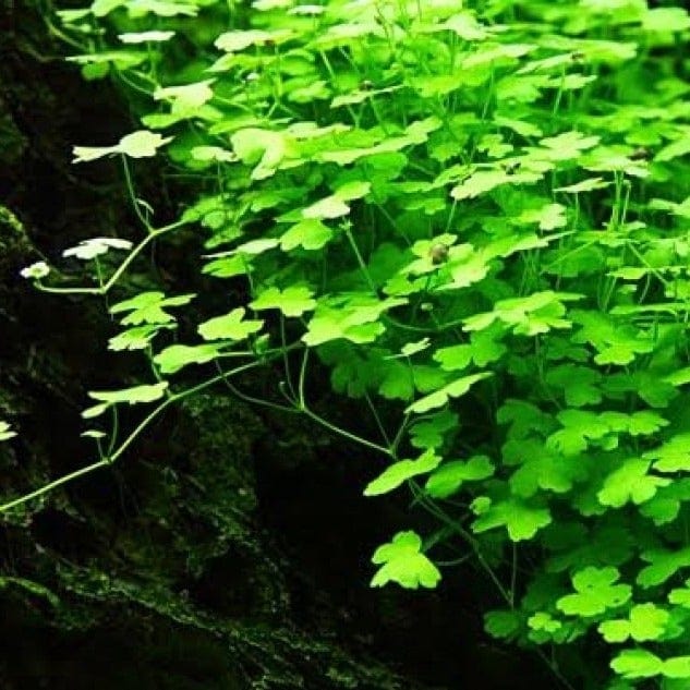 Hydrocotyle tripartita Japan