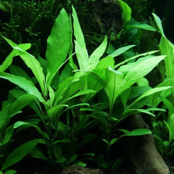 Hygrophila Corymbosa Blue Stricta