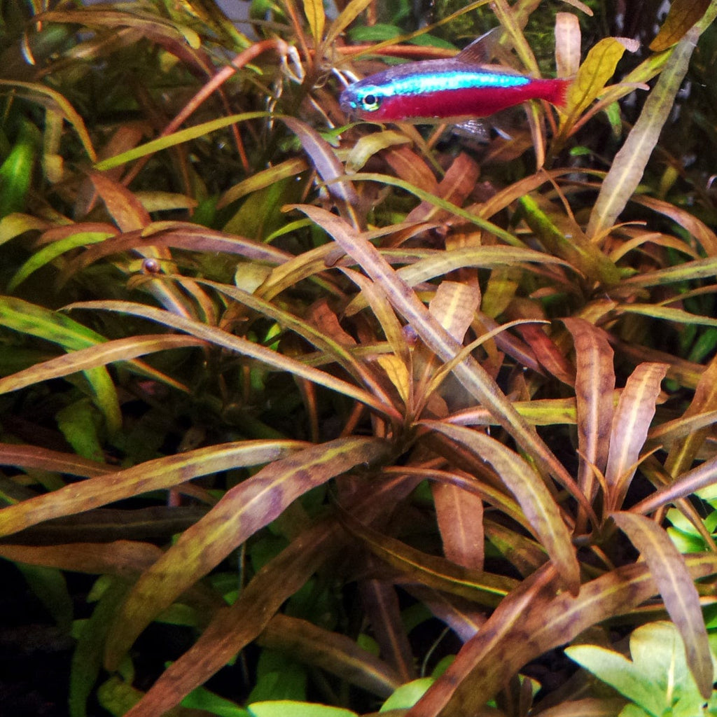 Hygrophila Lancea Tiger