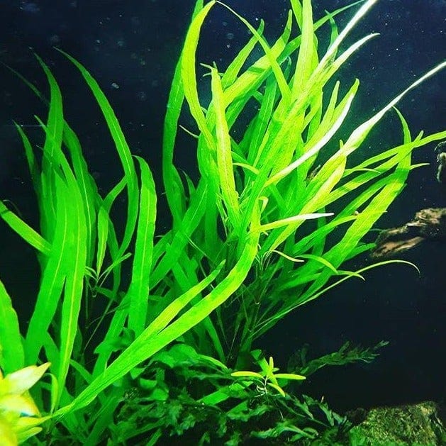 Hygrophila Willow