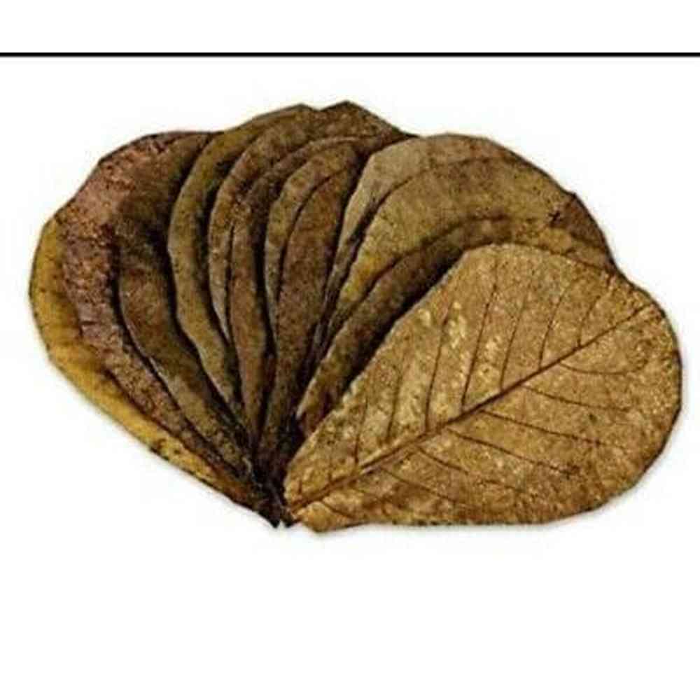 Indian Almond Leaves Catappa