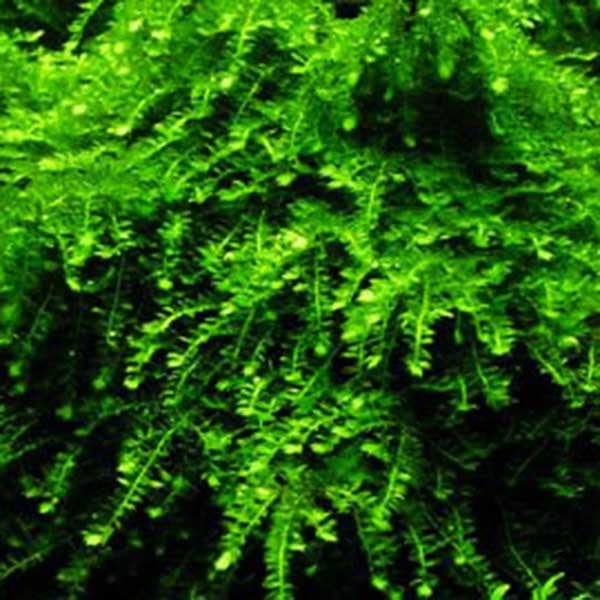 Java Spring Moss Weeping